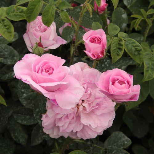 Rosa Ispahan - roz - Trandafir copac cu trunchi înalt - cu flori mărunți - coroană tufiș